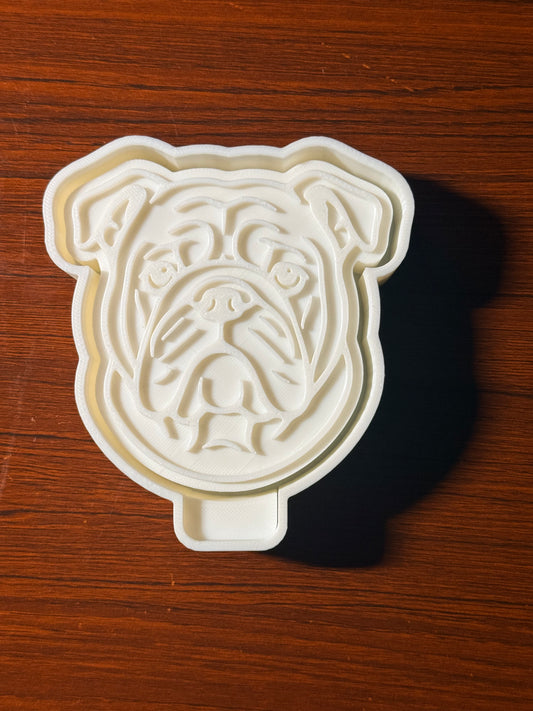 English Bulldog
